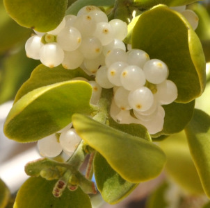 Phoradendron flavescens on Velvet Asn