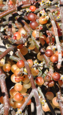 Phoradendron californicum on Acacia