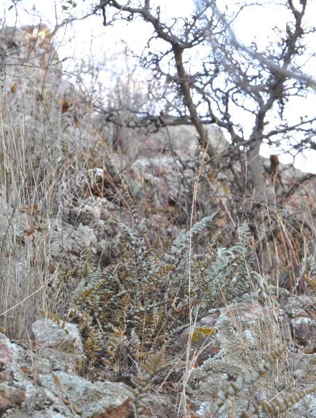 Winter Solstice - desert fern