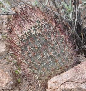 Echinomastus erectocentrus var. acunensis