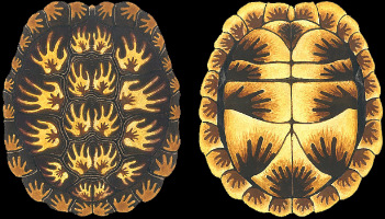 Box Turtle Hands Box Turtle Hands