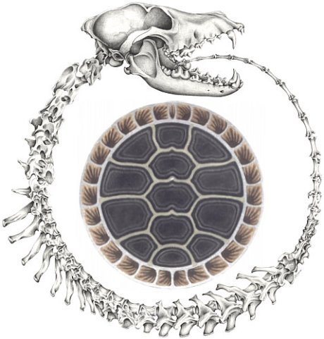 Coyote Imitates Uroboros Coyote Imitates Uroboros