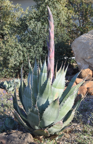 Agave colorata Agave colorata