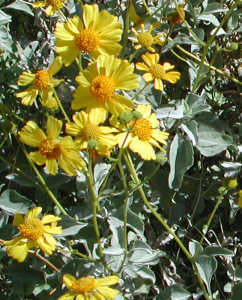 Brittlebush