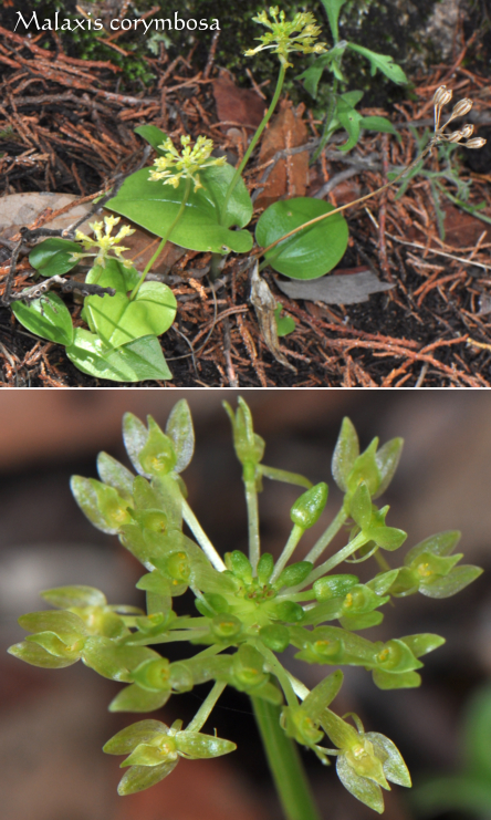 Malaxis corymbosa
