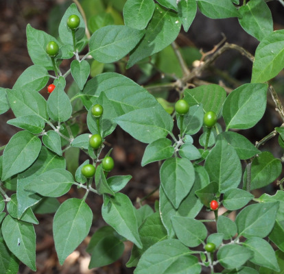 Chiltepin
