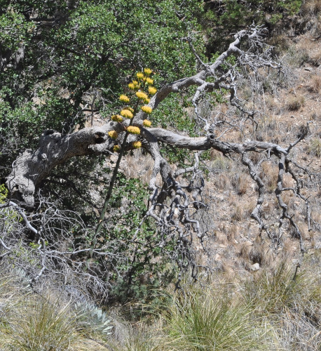 Agave and Oak in the Sierrita Mts.