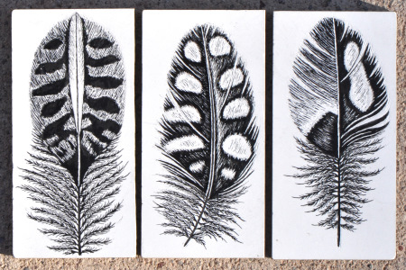 Arizona Quail Feathers Arizona Quail Feathers