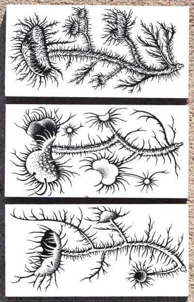 Usnea Lichen Apothecia Usnea Lichen Apothecia