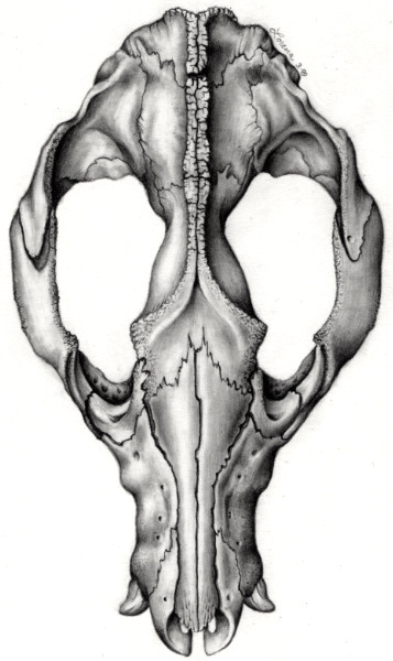 Opossum Skull - pencil, 1999