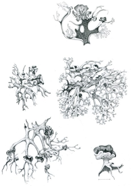 Pseudevernia intensa - graphit drawing