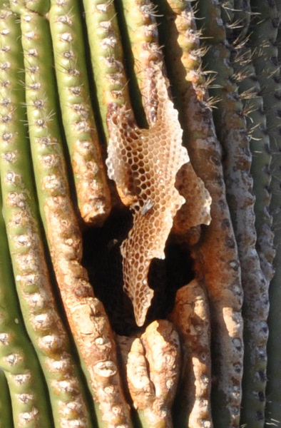 Honeycomb in a Saguaro