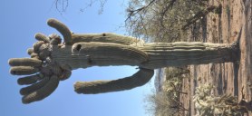 A Crested Saguaro
