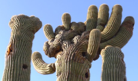 Crested Saguaro Top