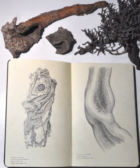 Tree Book - Wood Drawings