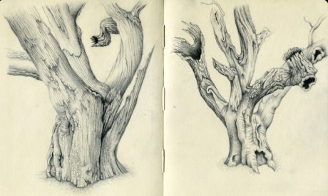 Island Oak - Two Views