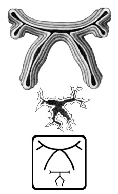 Lichen Glyph of Acient Oak Tree