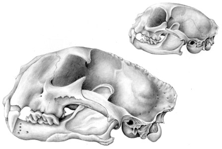 Mountain Lion and Domestic Cat Skulls