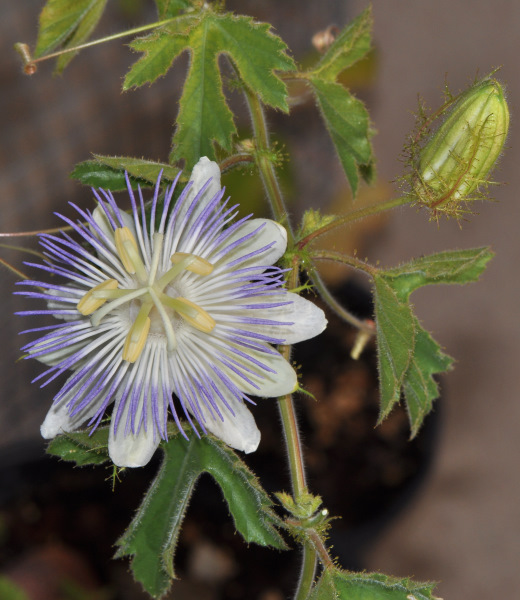 Passiflora arizonica