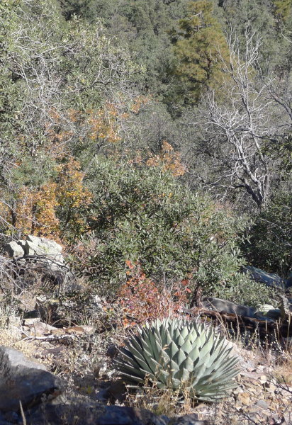 Agave parryi on Oracle Ridge